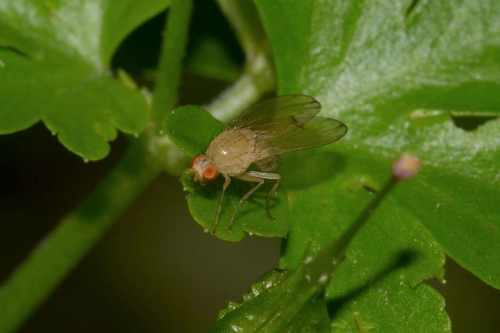 Lauxaniidae:  Tricholauxania praeusta da confermare